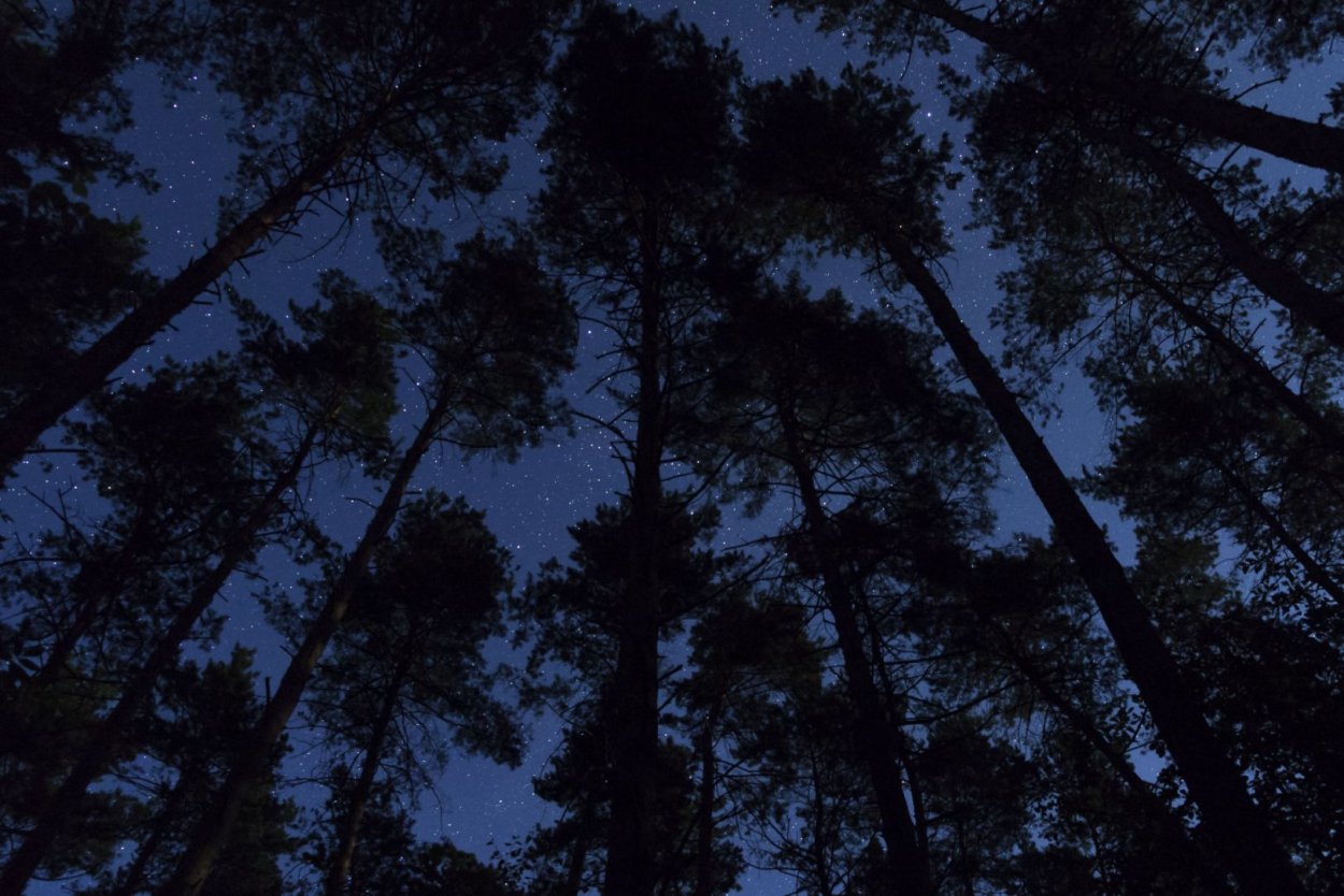 Тени дерево небо