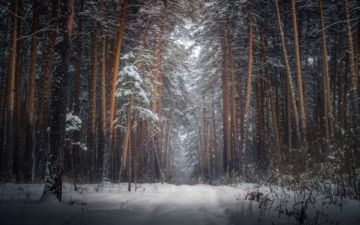 Stopping by Woods on a snowy Evening