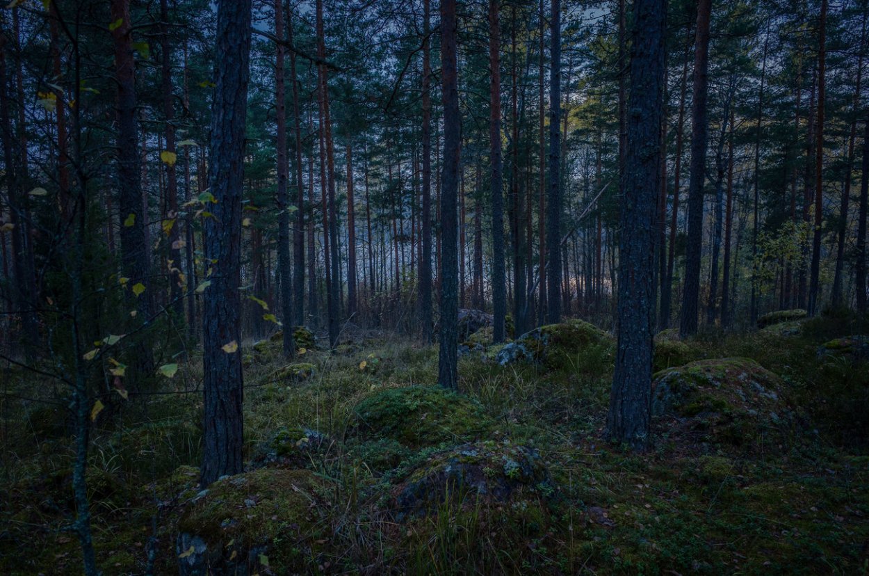 Темный еловый лес