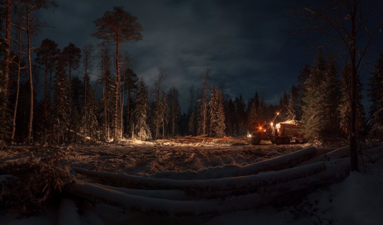 Лес вечером