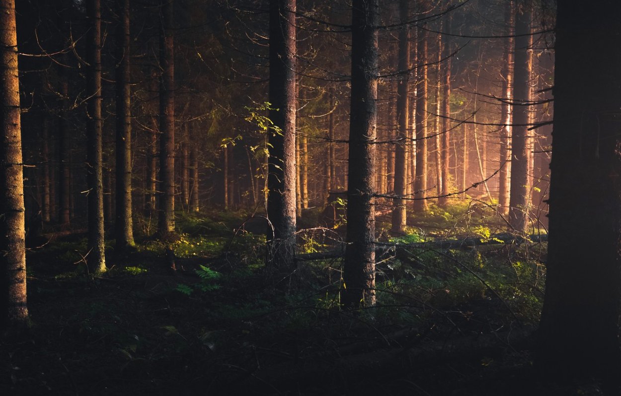 Мрачный еловый лес