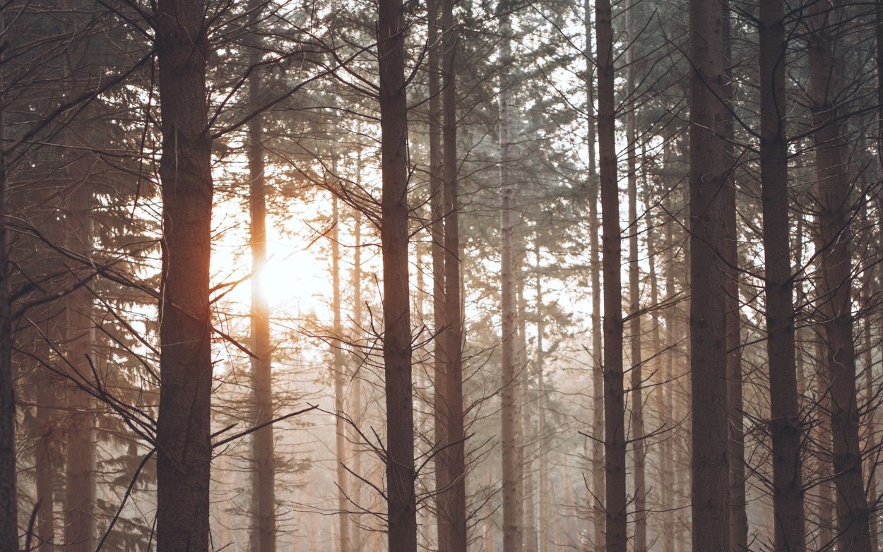 Елки в тумане