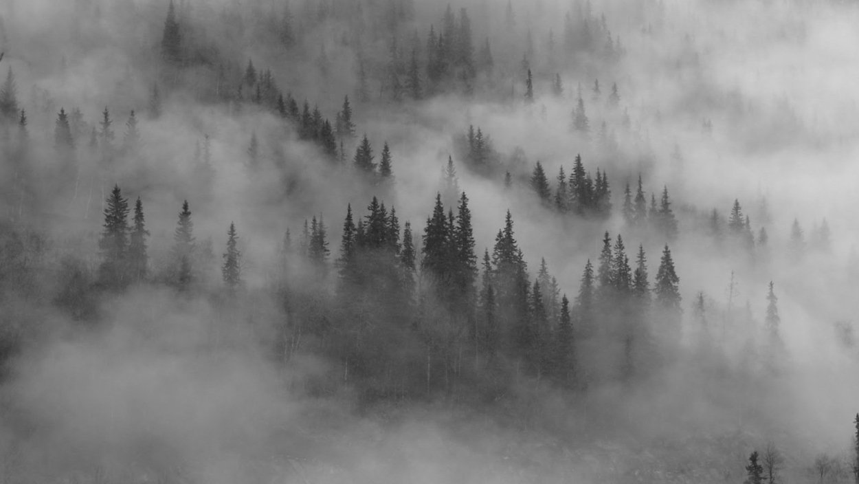 Лес в тумане черно белый