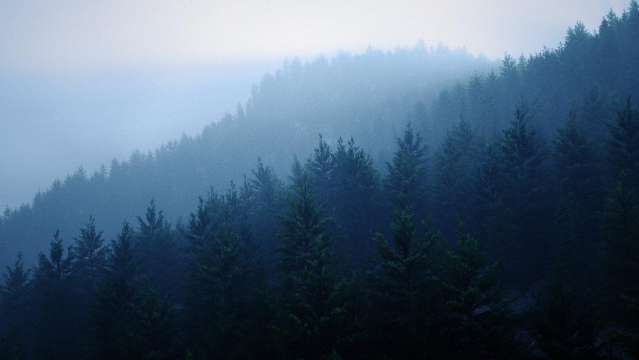 Туманный лес ночью