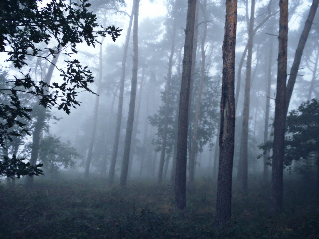 Темный лес в тумане