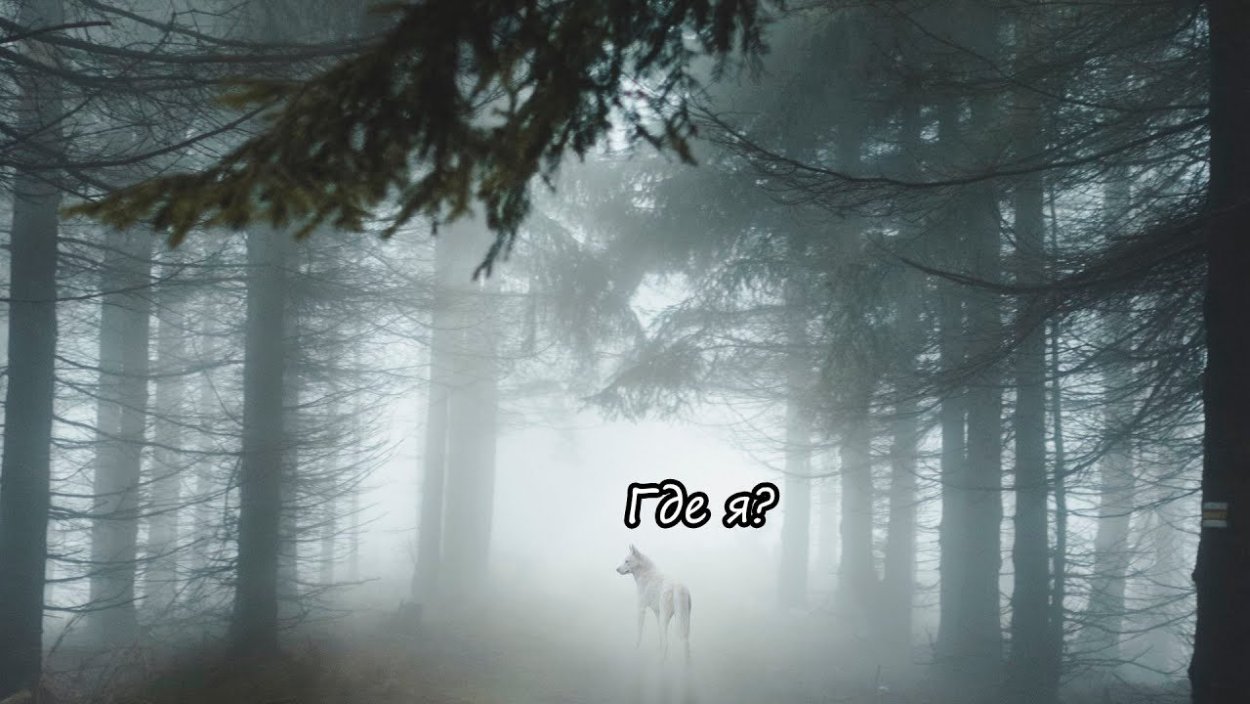 Эстетика леса в тумане