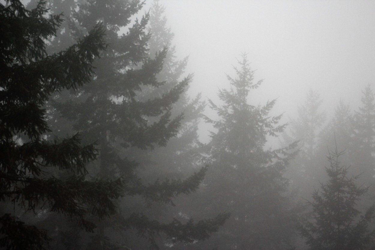 Туманный лес Таганай