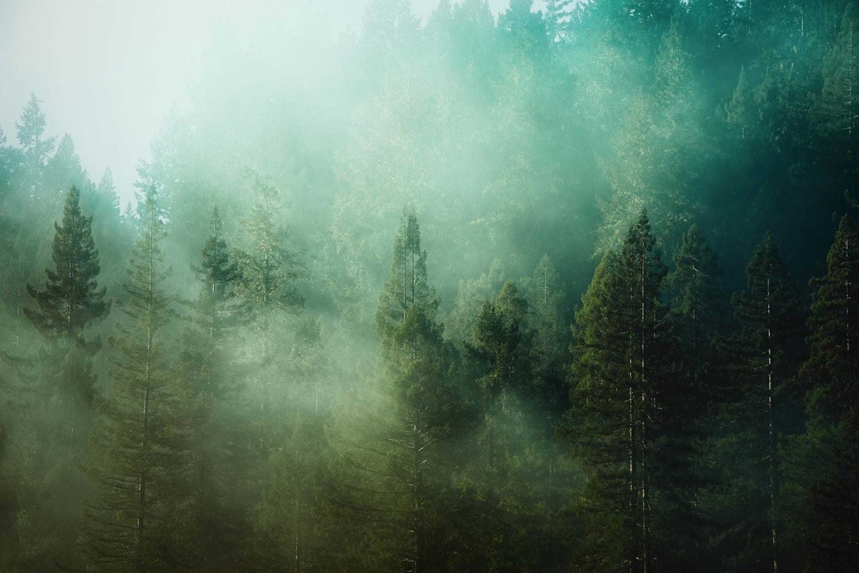 Хвойный лес в тумане