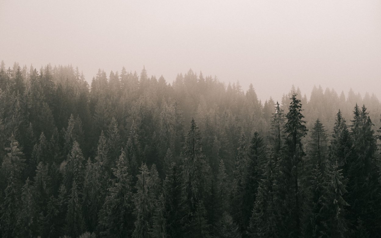 Обои на рабочий стол лес в тумане