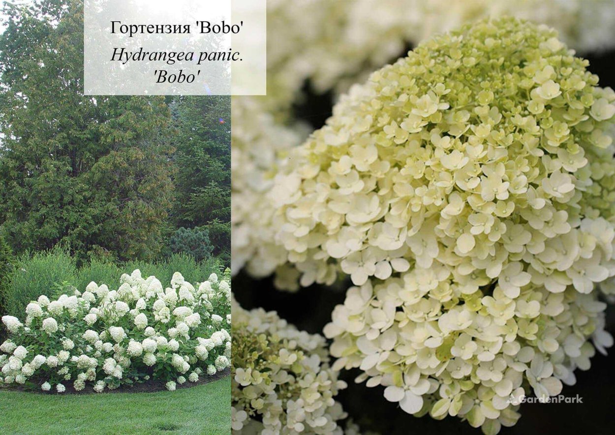Гортензия метельчатая бобо