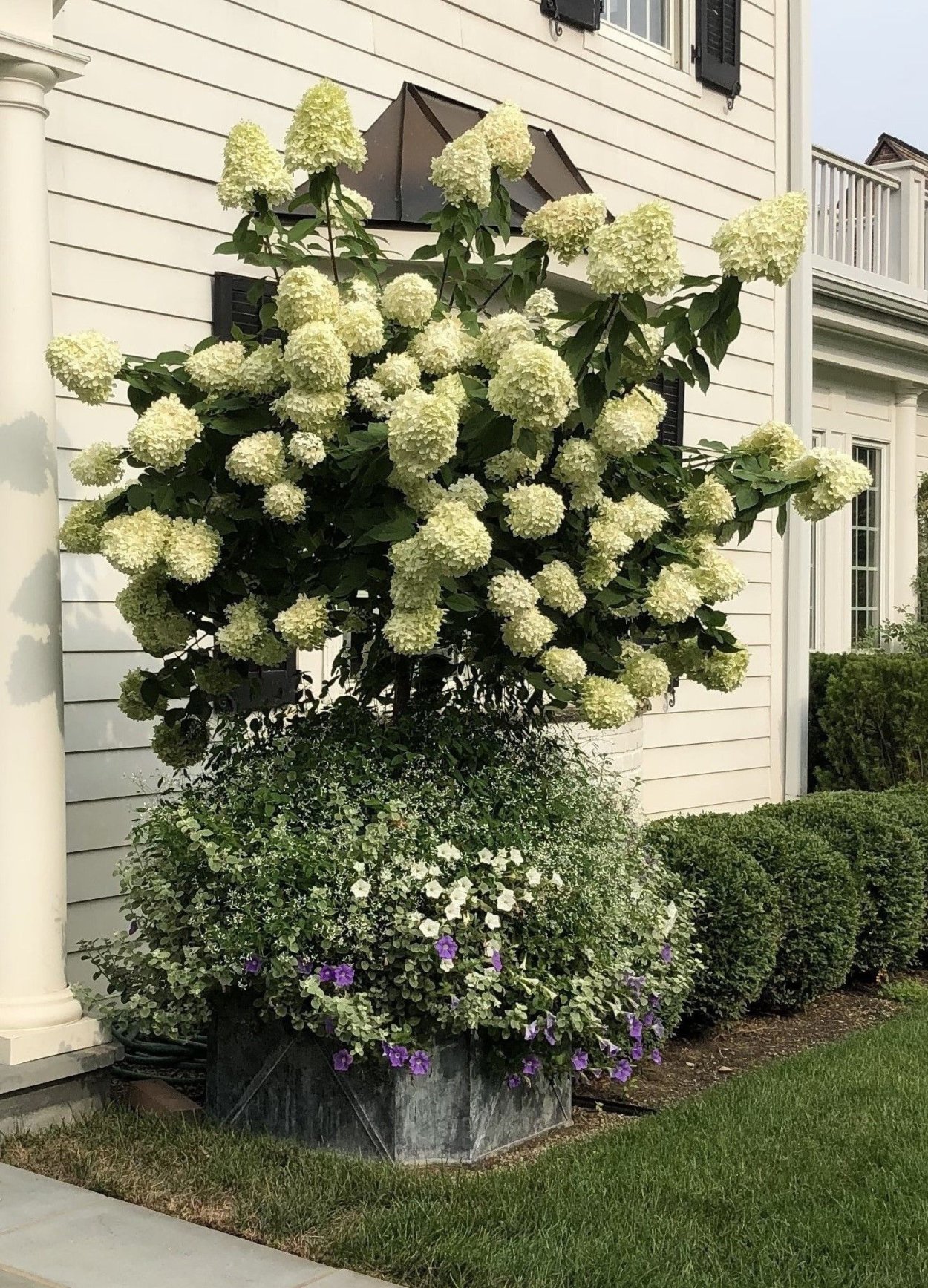 Гортензия Лаймлайт изгородь
