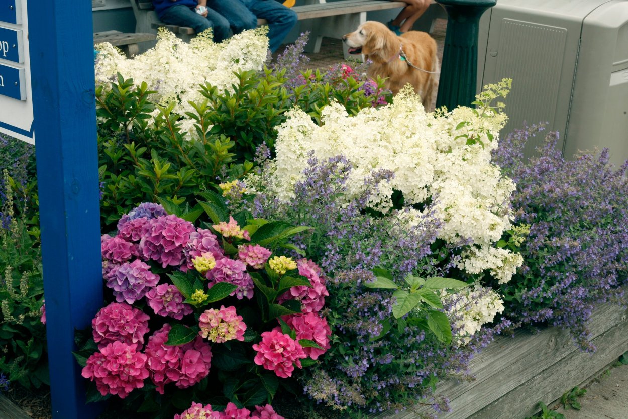 Гортензия метельчатая с хвойниками