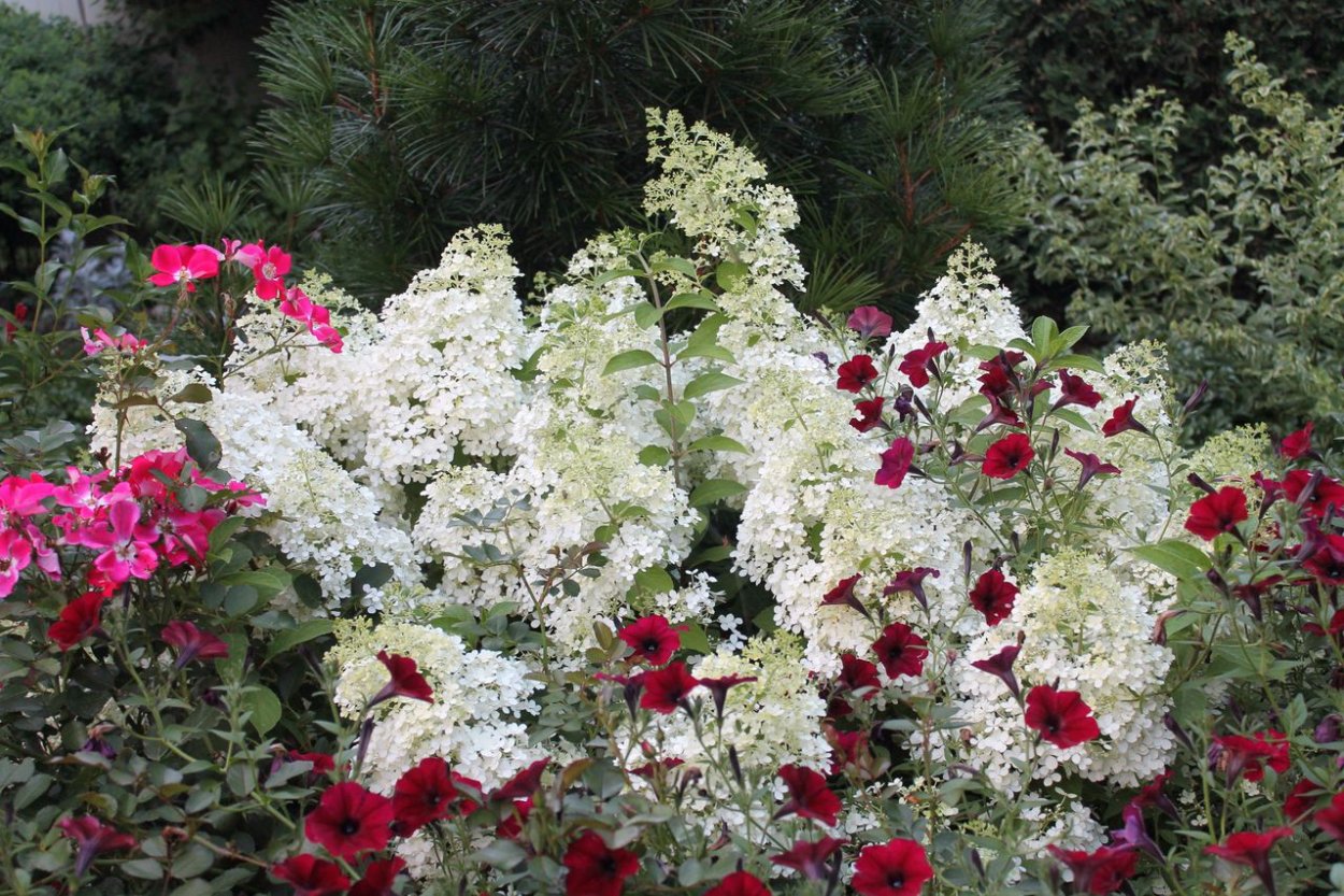 Гортензия бобо на клумбе