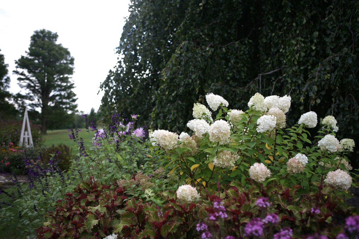 Гортензия метельчатая бобо