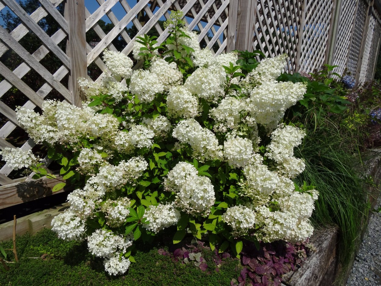 Гортензия метельчатая бо