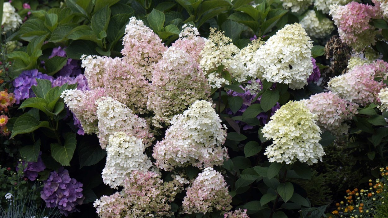 Гортензия Лаймлайт