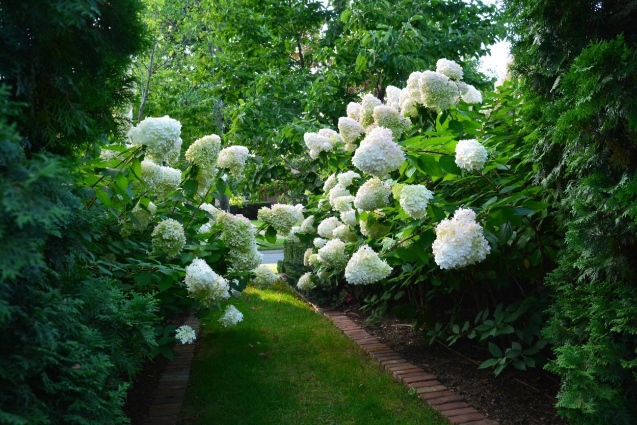 Гортензия древовидная grandiflora