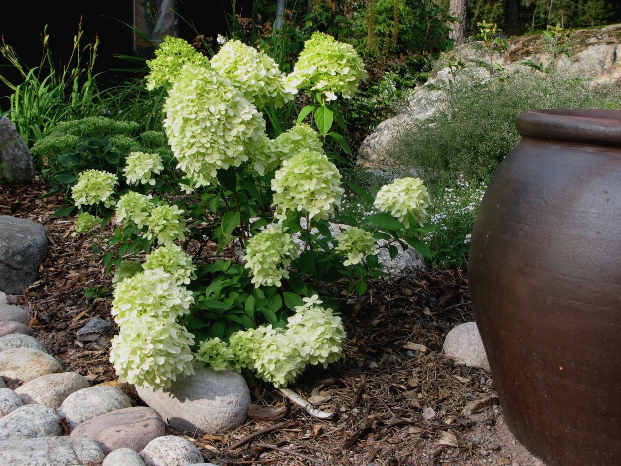 Гортензия метельчатая бобо