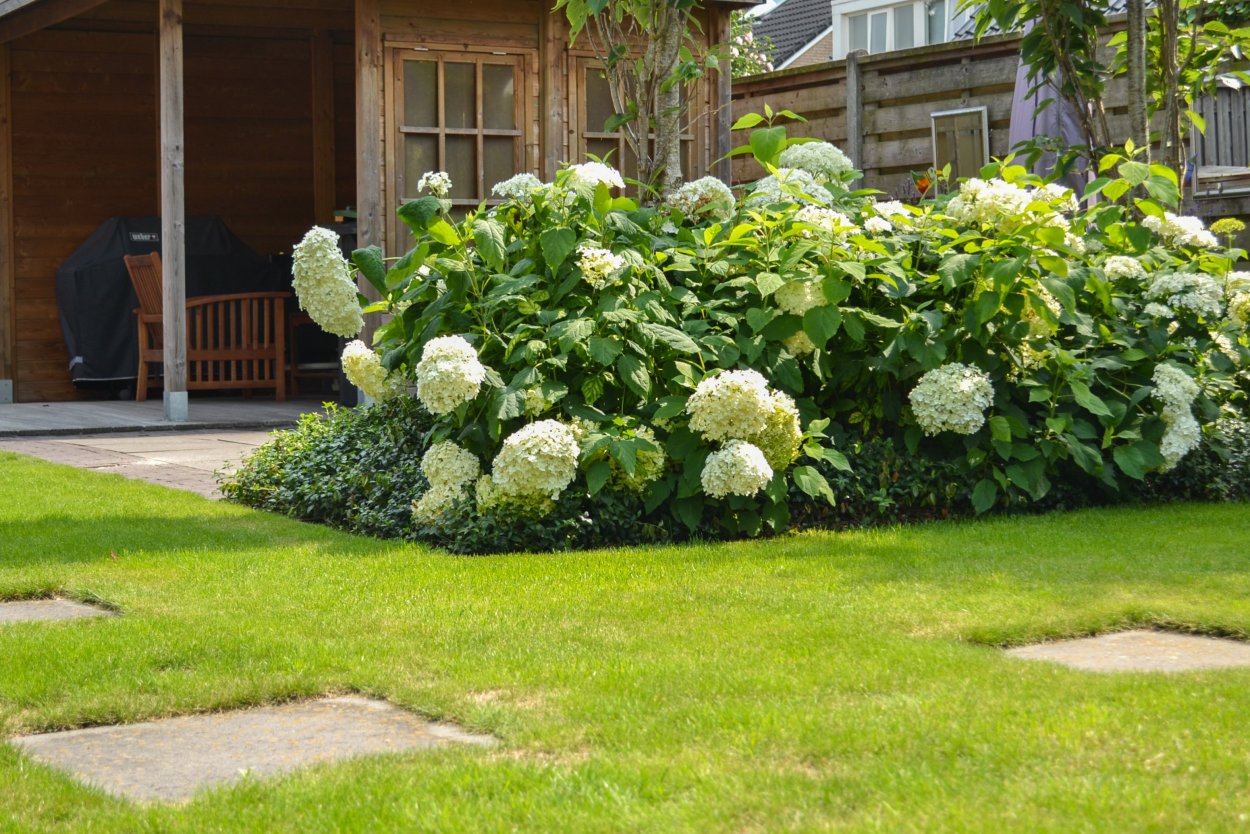 Гортензия Ясколка можжевельник