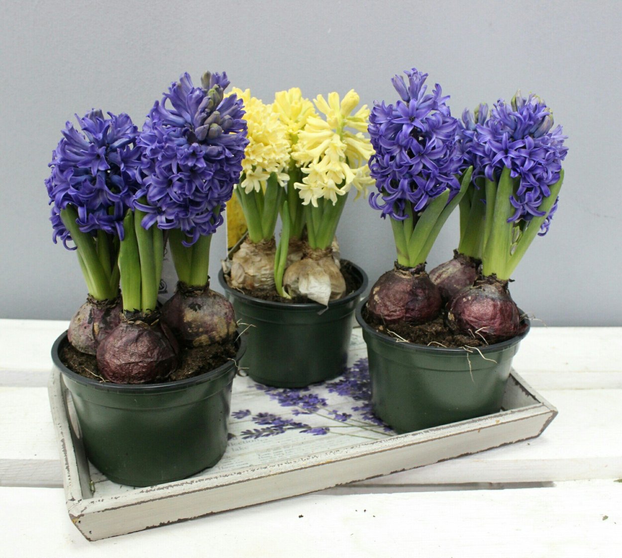 Гиацинт Плант микс