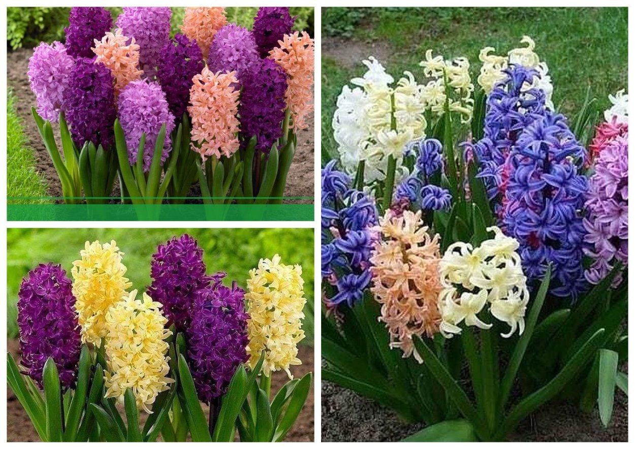 Крокус, тюльпан, гиацинт, Нарцисс, рябчик