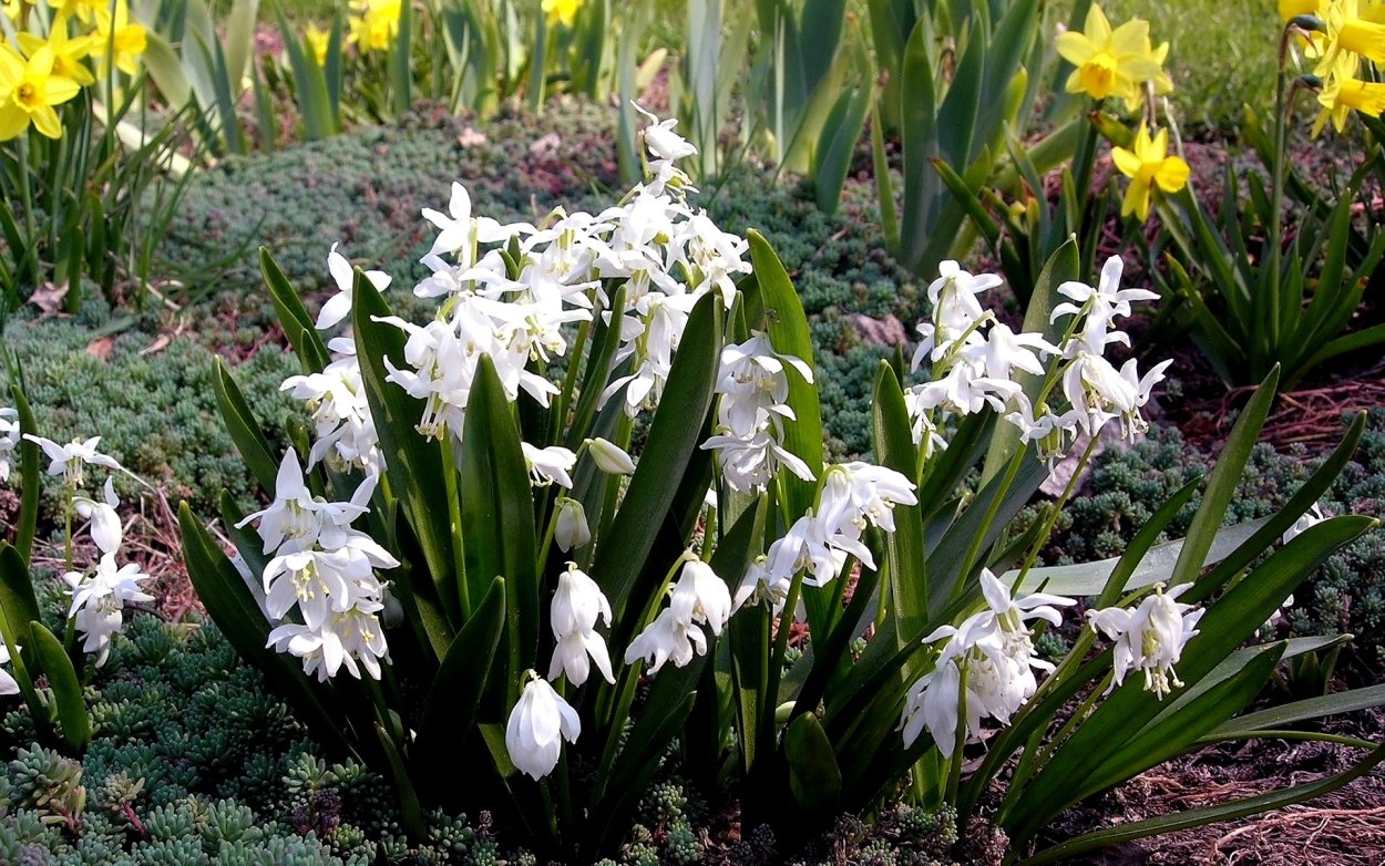 Ирис сетчатый клубни