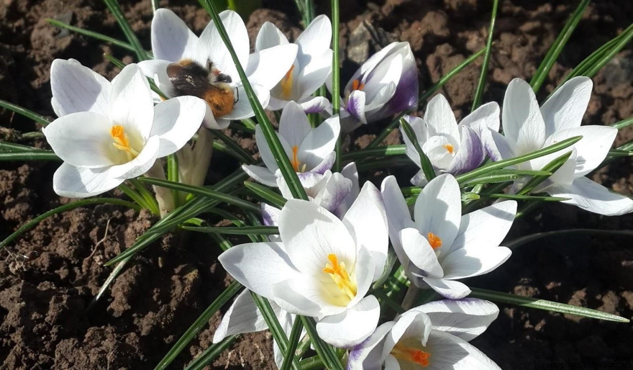 Луковичные цветы крокусы