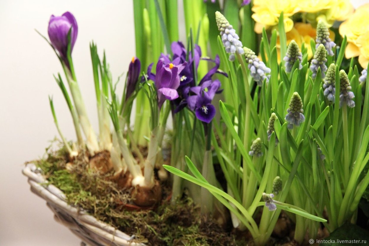 Гиацинт Showmaster