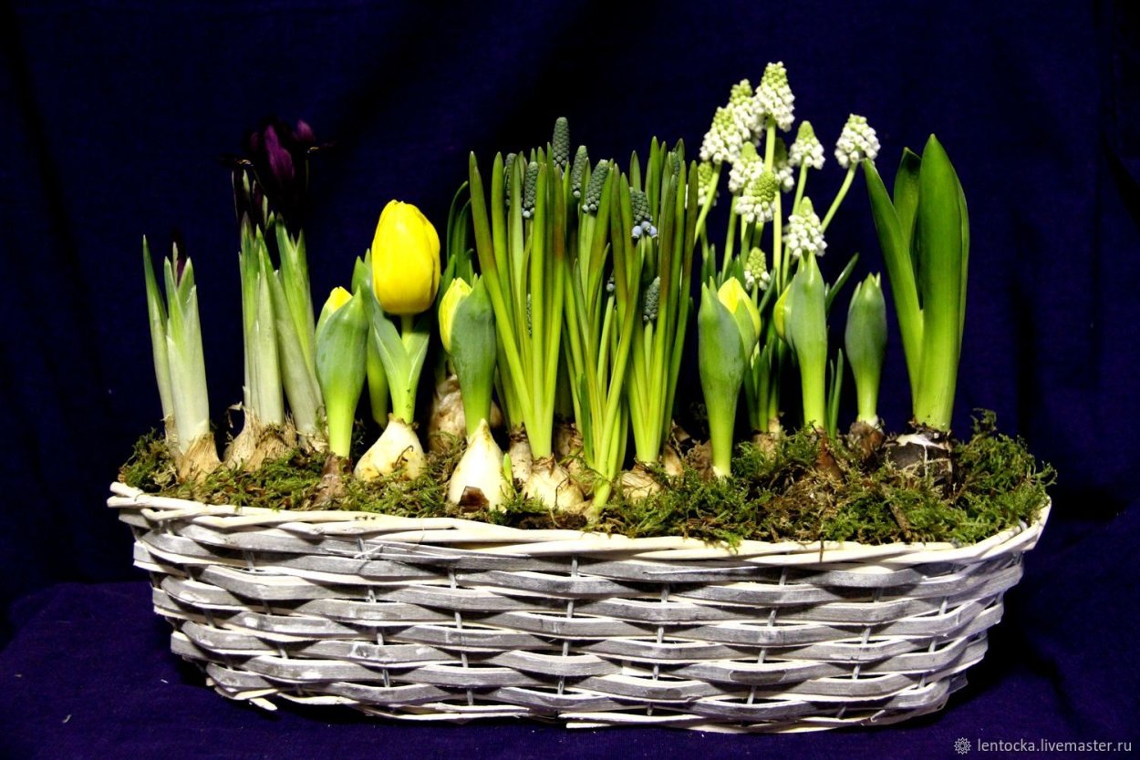 Гладиолус Бонфайр