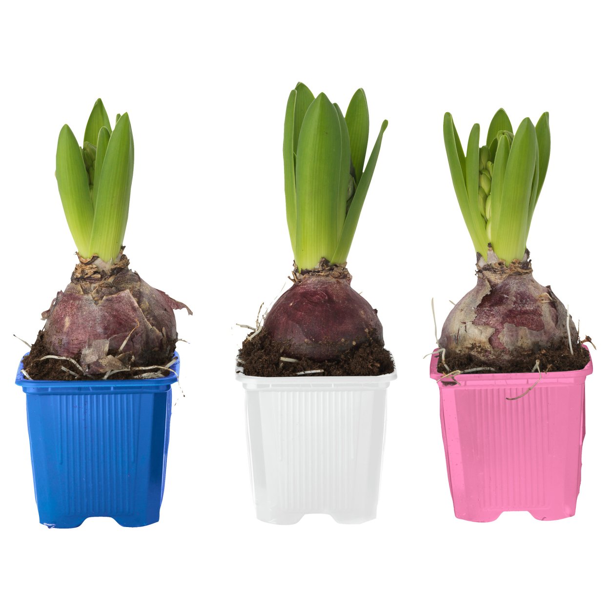 Крокус Ботанический смесь