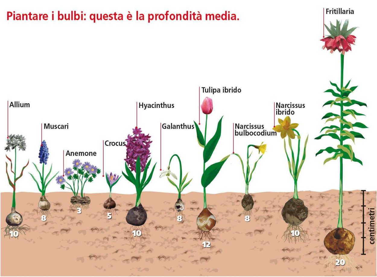 Гиацинт спринг Бьюти