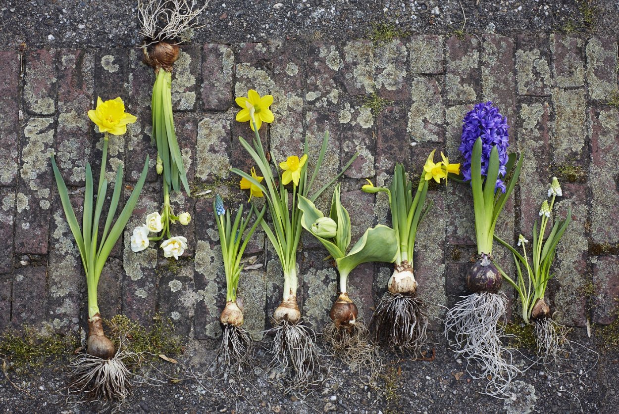 Выгонка тюльпанов