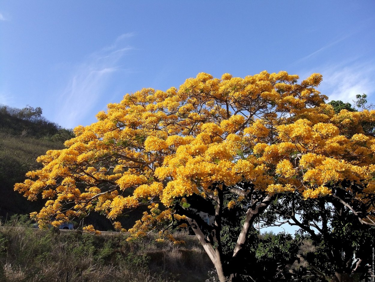Золотая Акация Австралии