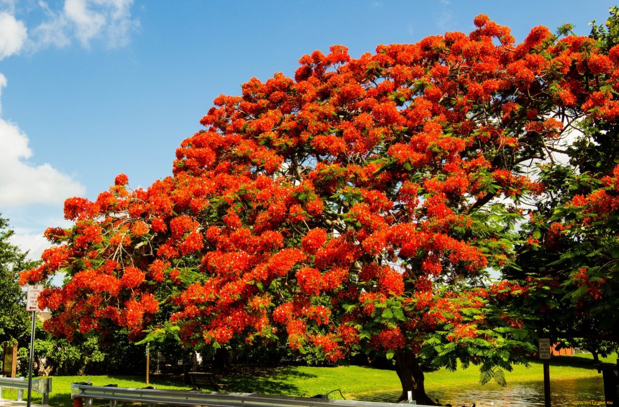 Делоникс Королевский Огненный