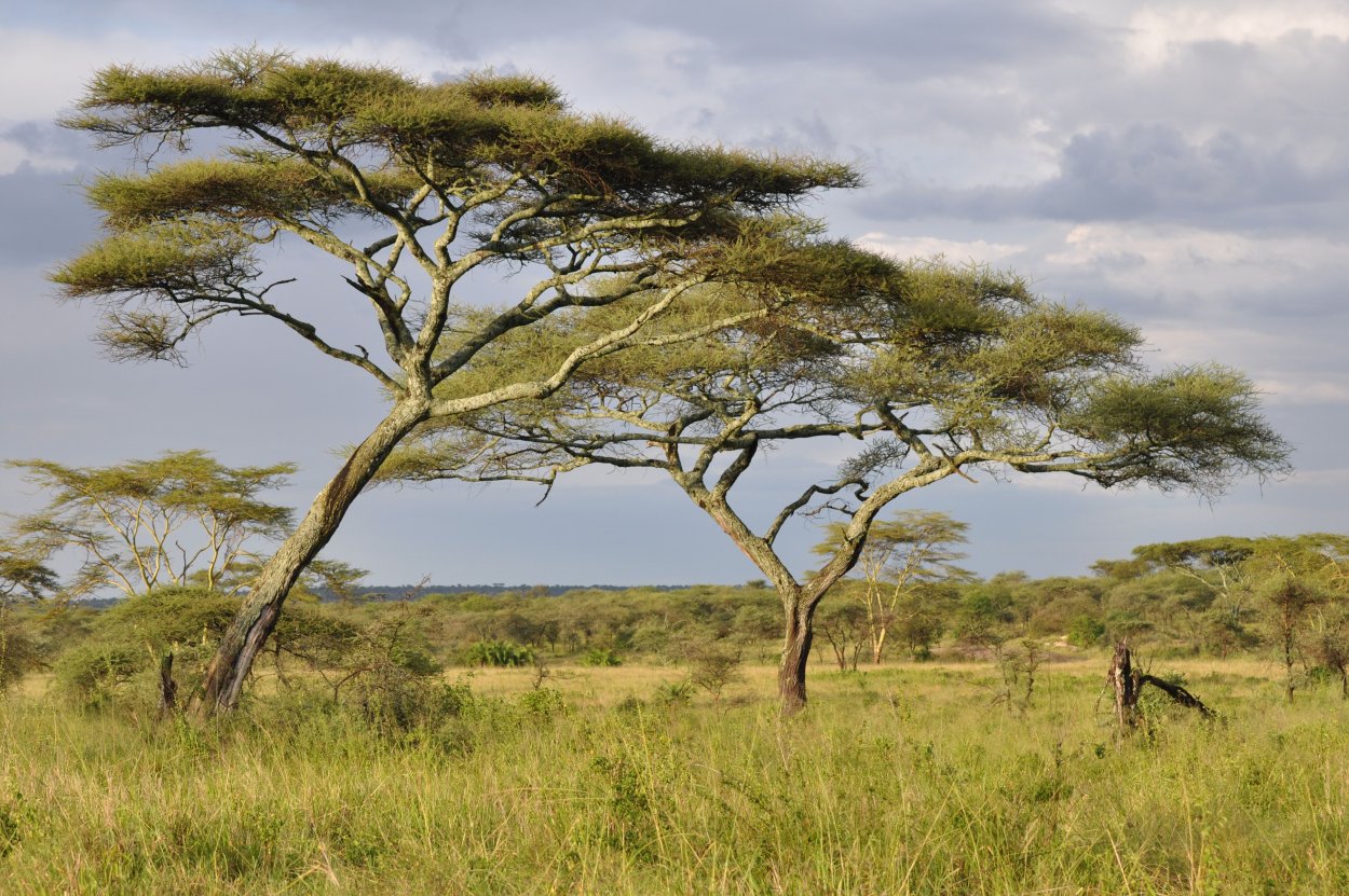 Акация национального парка Серенгети