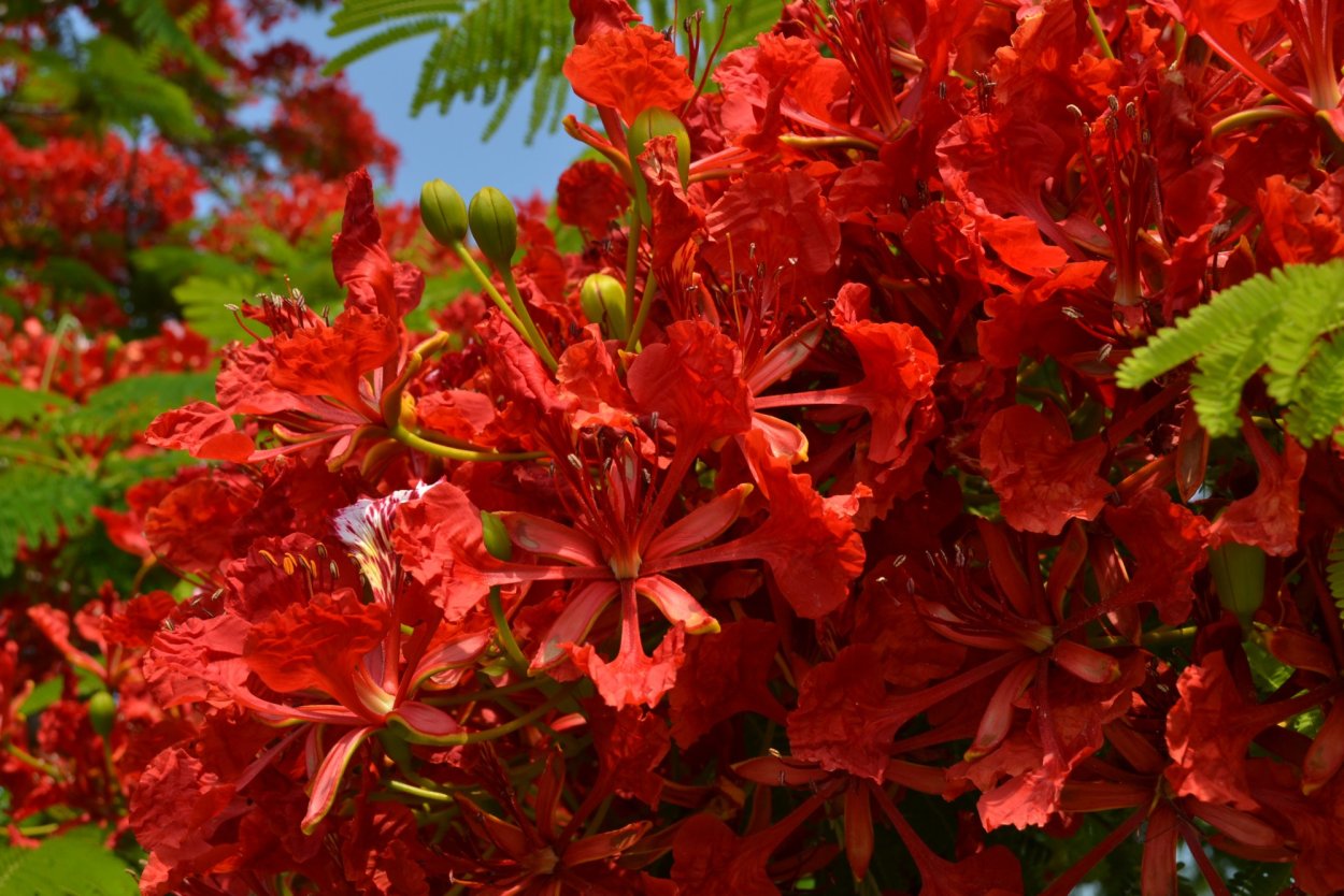 Дерево Делоникс Королевский