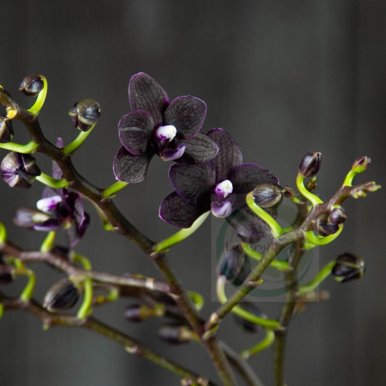 Фаленопсис Black Bear