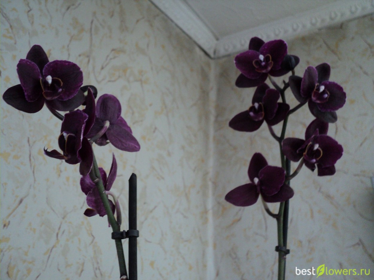 Фаленопсис Блэк Chai