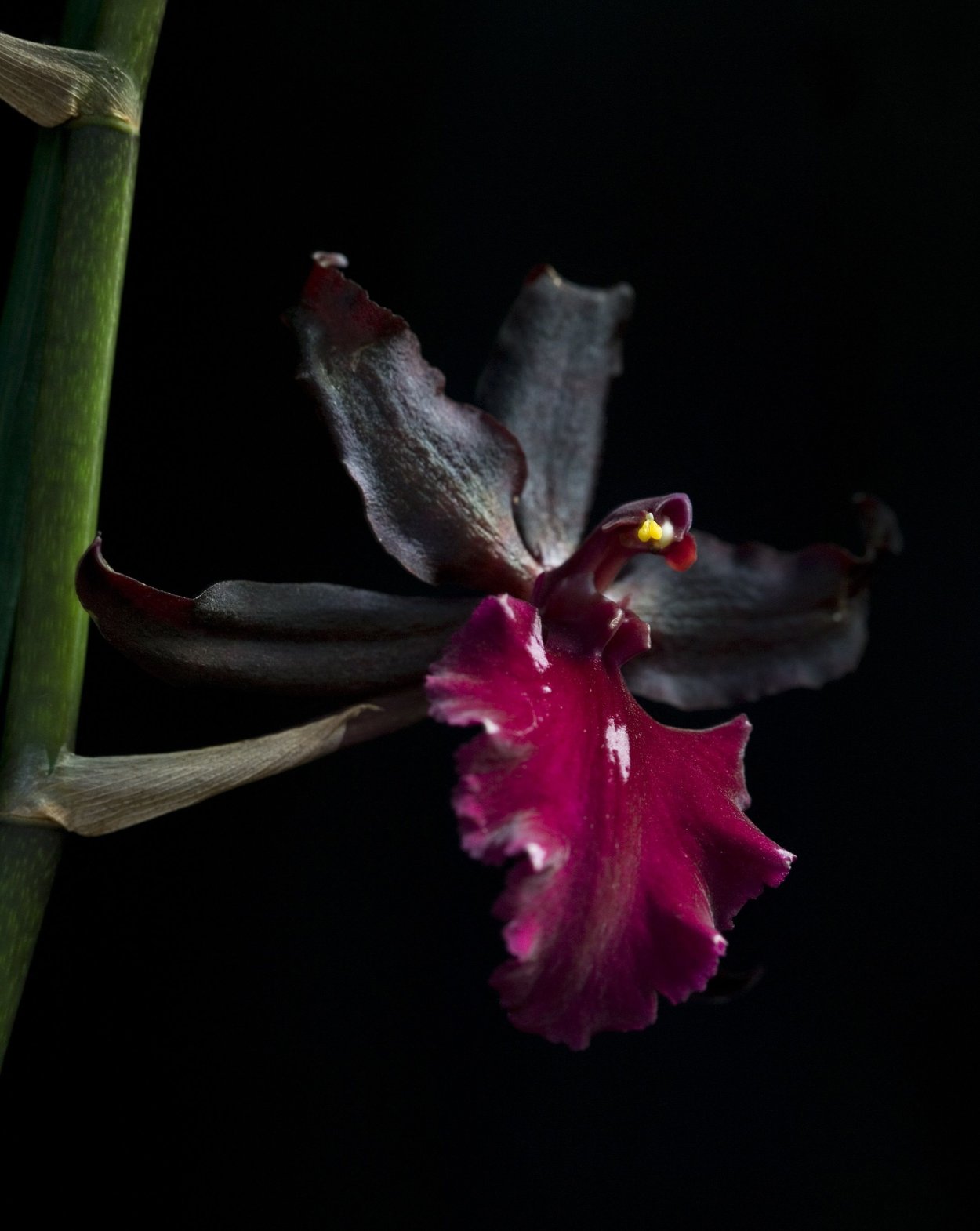 Орхидея Готика