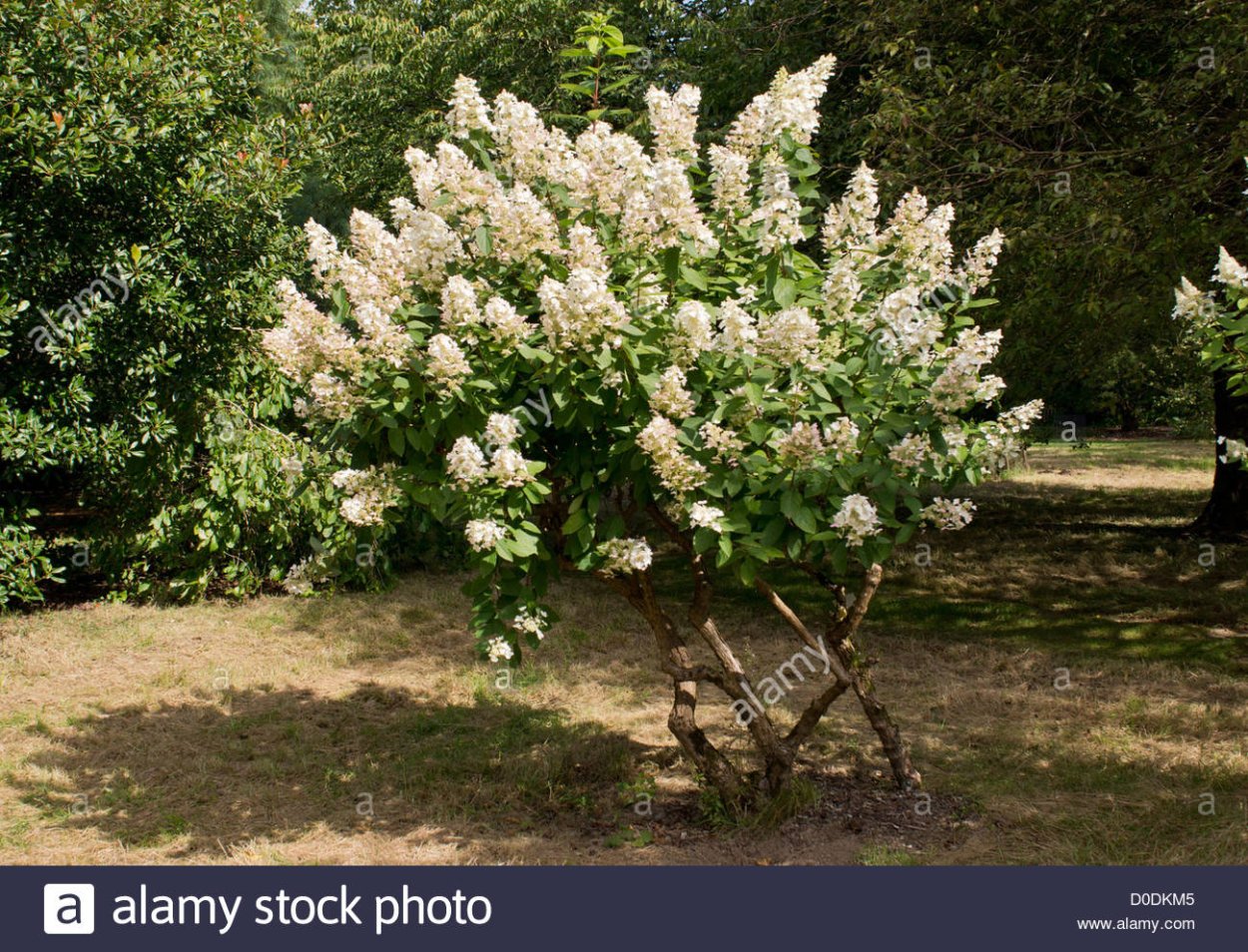 Гортензия метельчатая Kyushu