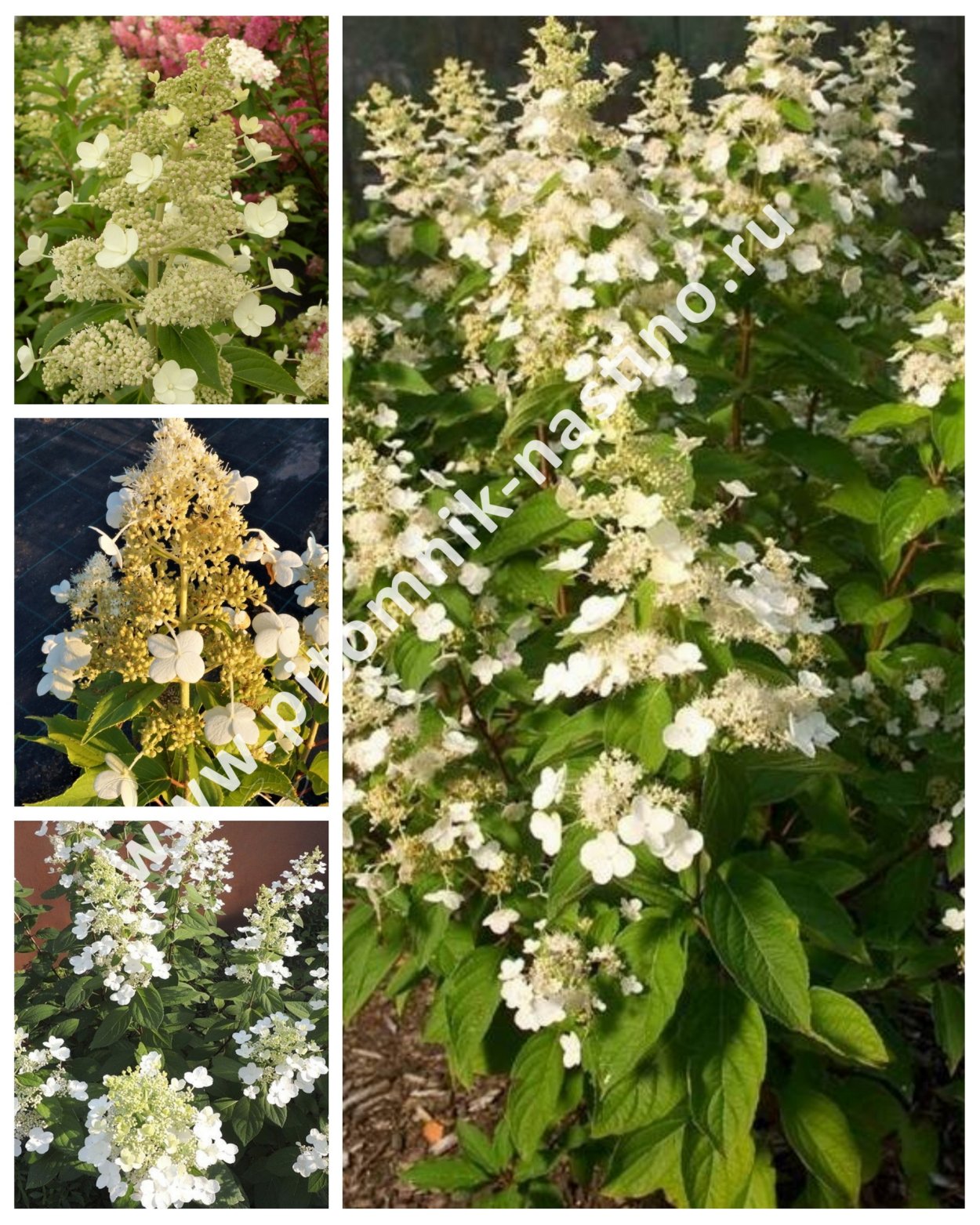 Гортензия Киушу