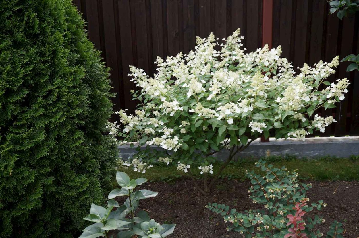 Гортензия Киушу метельчатая