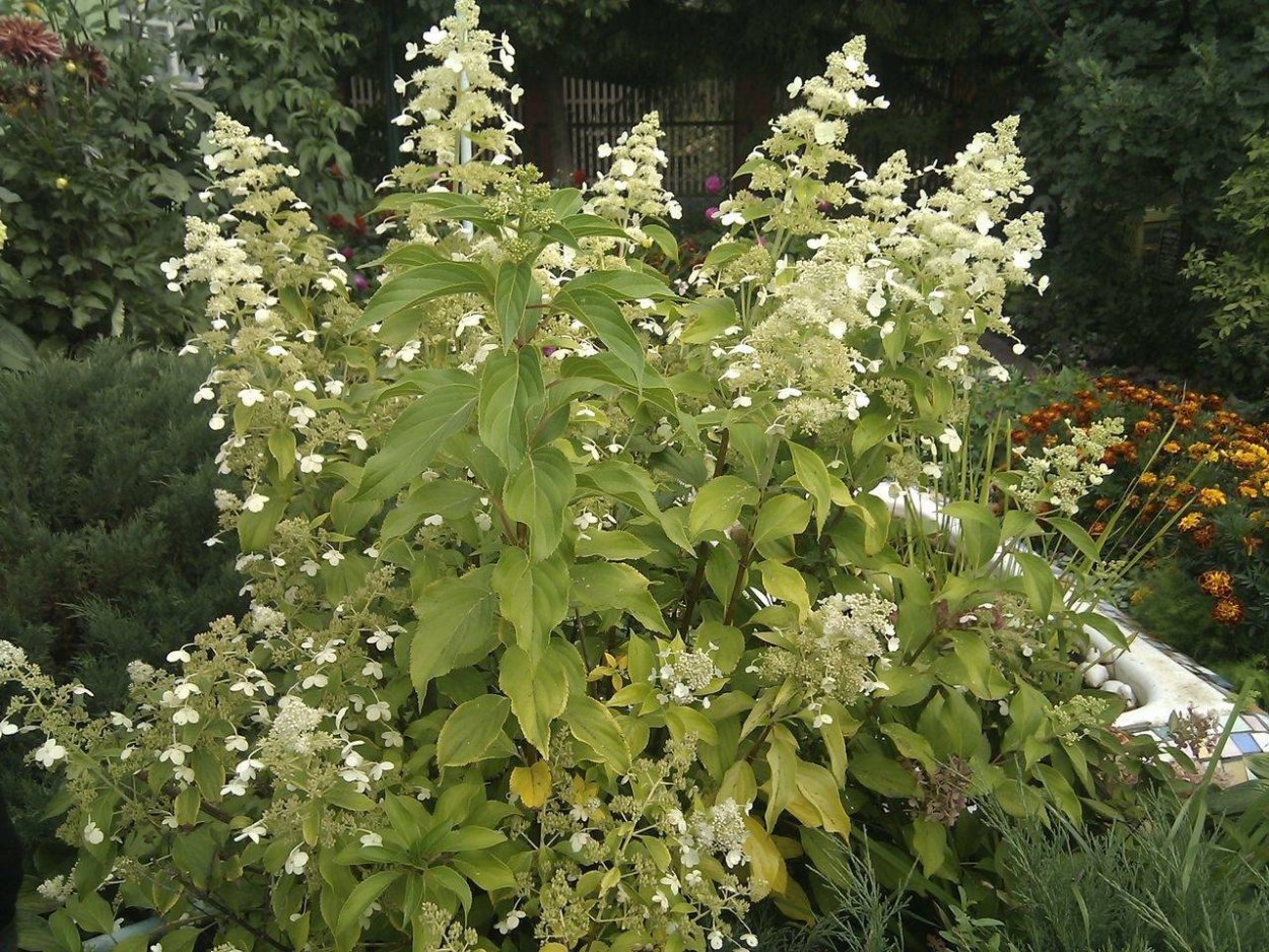 Гортензия метельчатая (сорт 'Tardiva