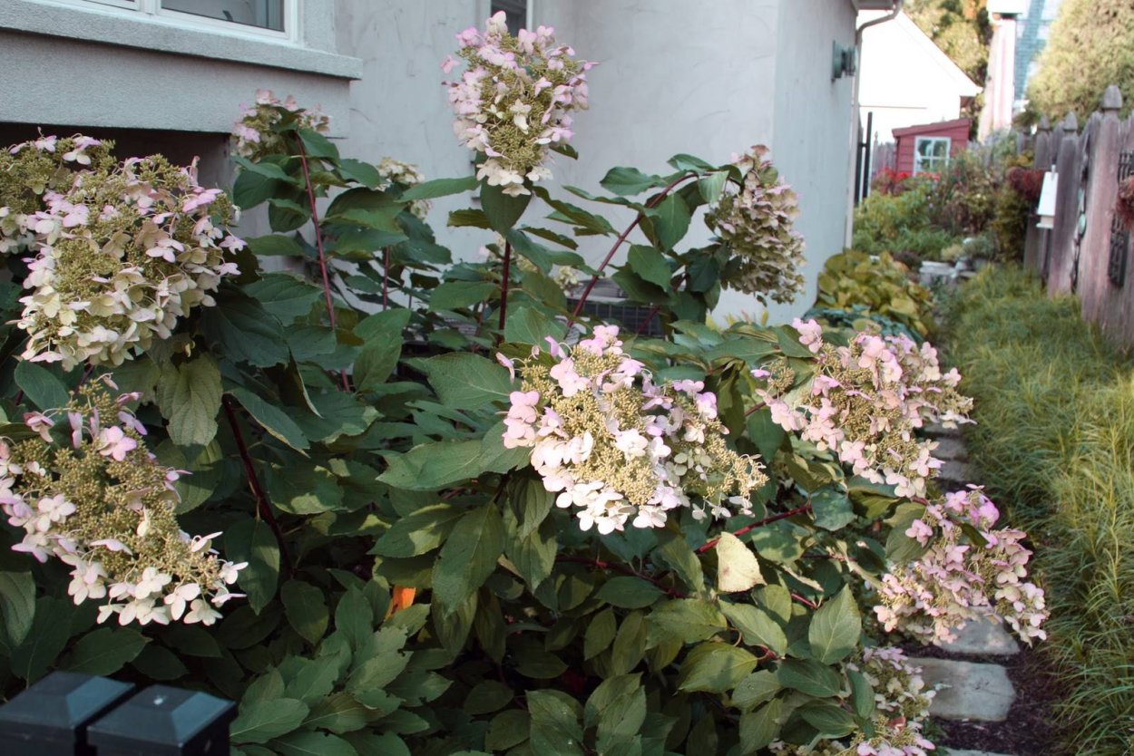 Гортензия Киушу