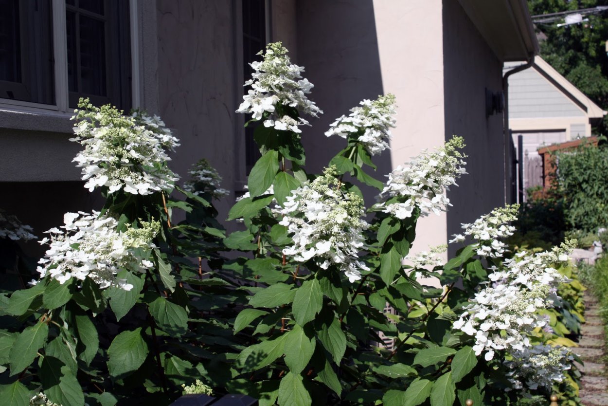 Гортензия метельчатая Левана