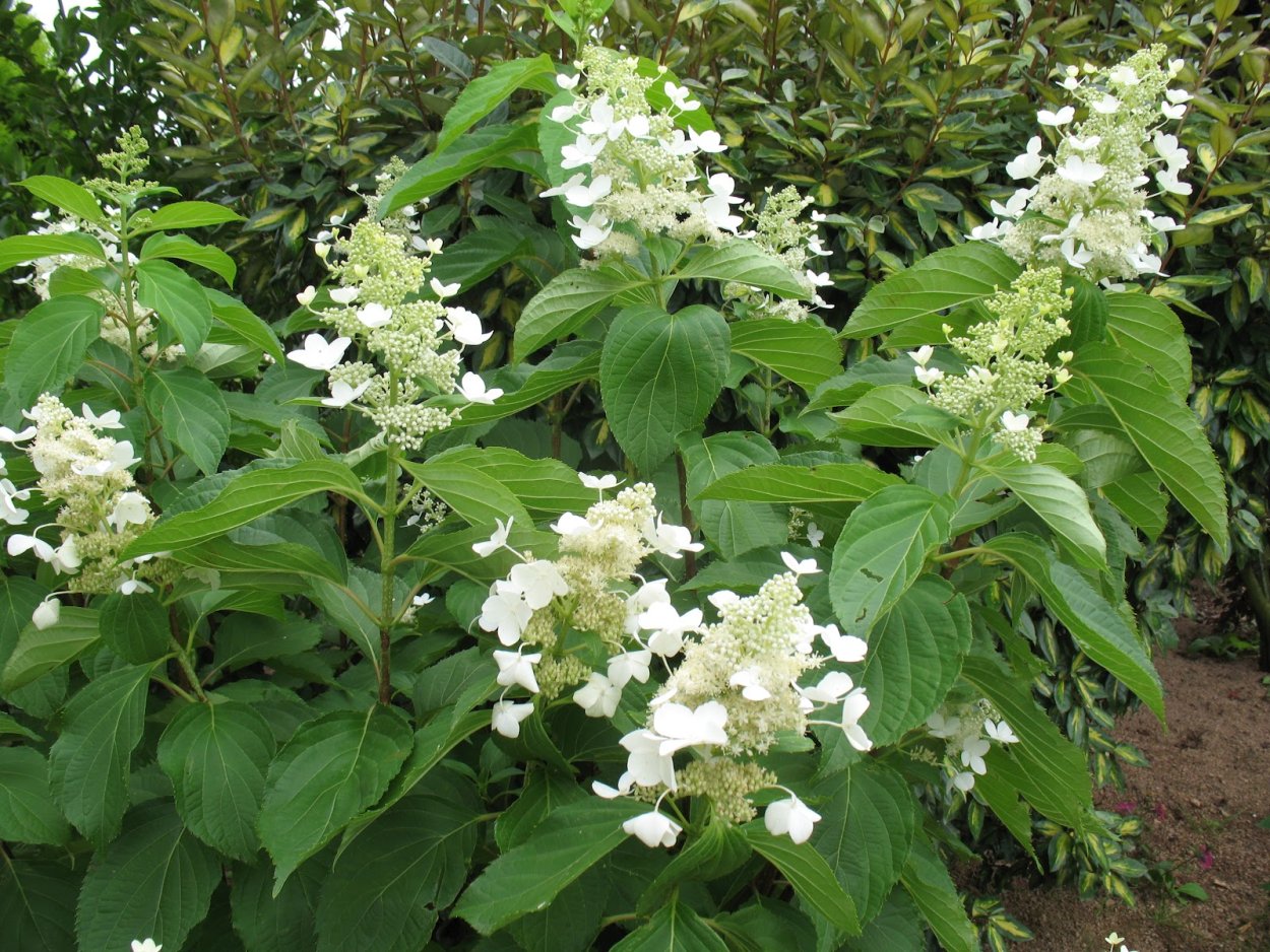 Гортензия метельчатая Гринспайр