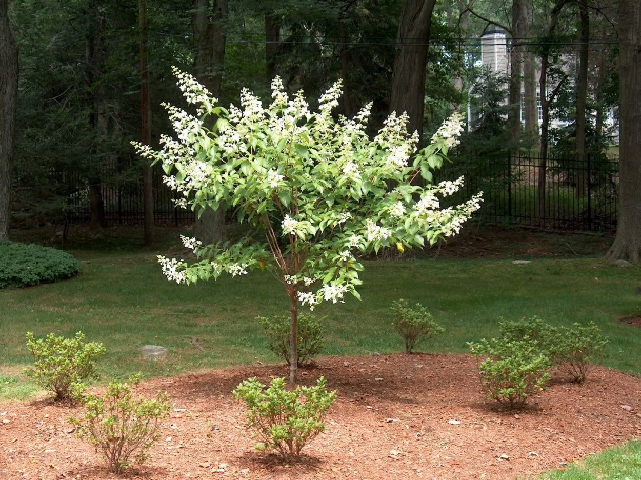 Гортензия Киушу метельчатая высота