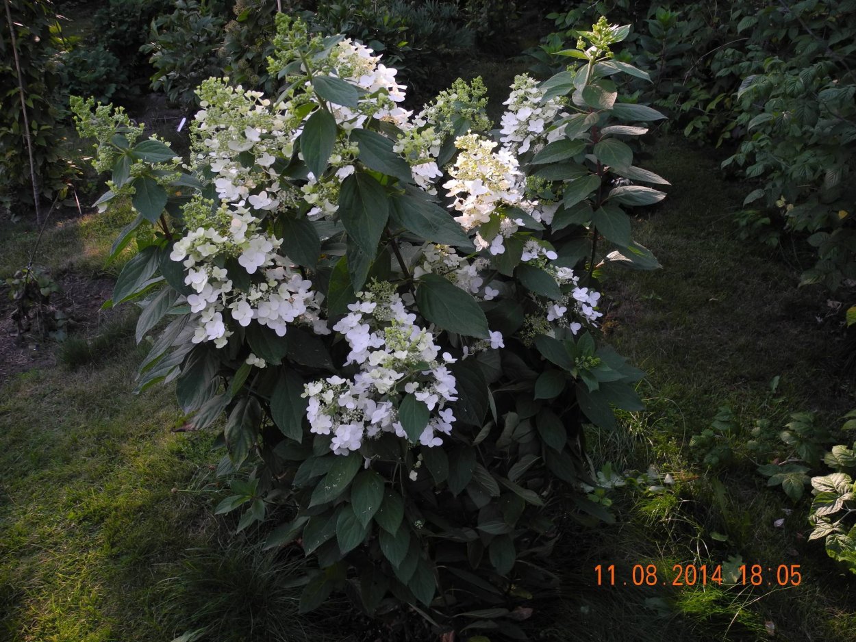 Гортензия метельчатая Kyushu Киушу