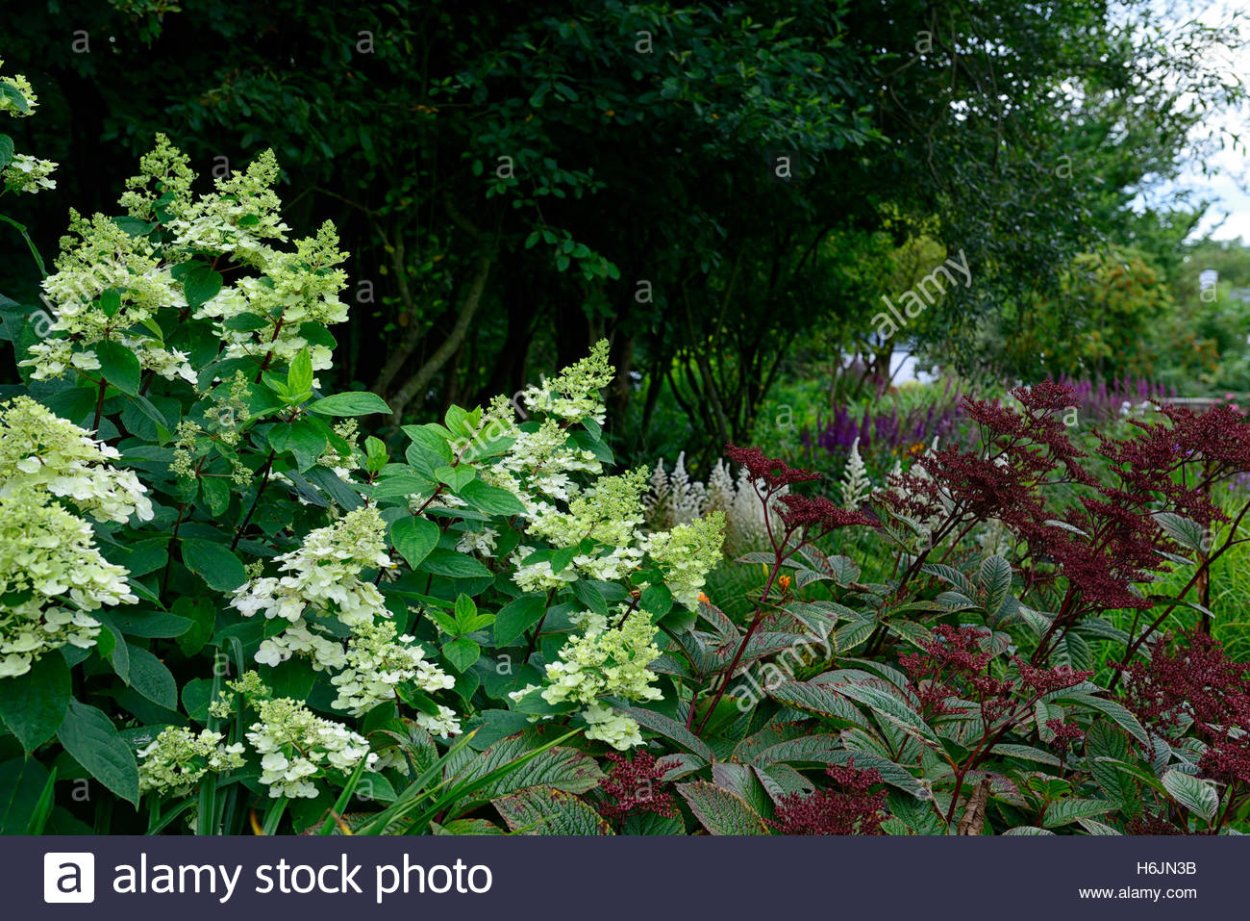 Гортензия Киушу