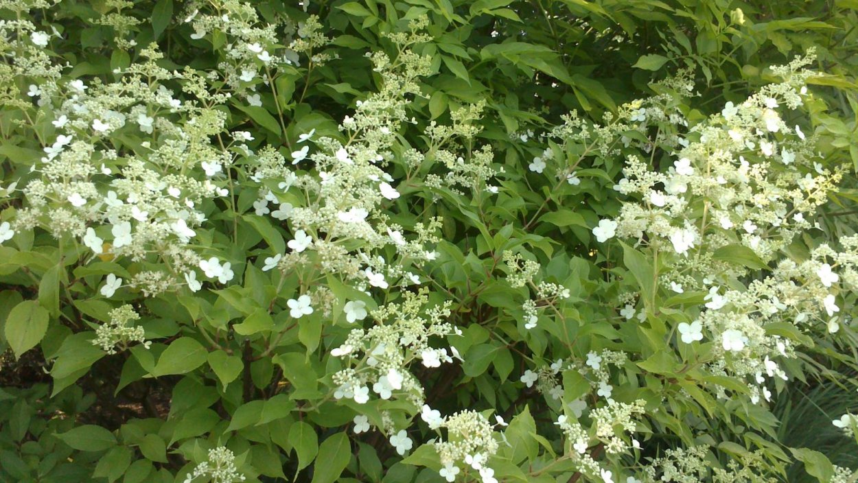 Гортензия метельчатая Тардива